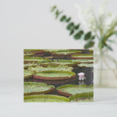 モーリシャス、パンプロス、SSR植物学 ポストカード (スタンド正面)