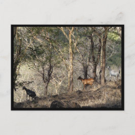 モーリシャス ポストカード