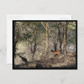 モーリシャス ポストカード (正面/裏面)