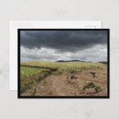 モーリシャス ポストカード (正面/裏面)