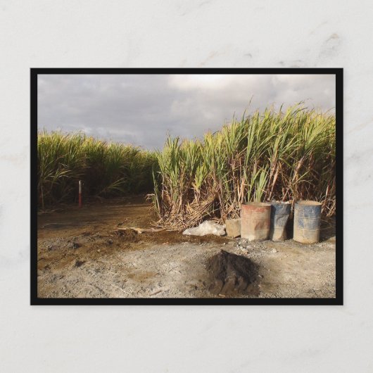 モーリシャス ポストカード (正面)