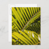 モーリシャス、中央モーリシャス、モカ、ヤシ ポストカード (正面/裏面)