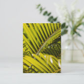 モーリシャス、中央モーリシャス、モカ、ヤシ ポストカード (スタンド正面)