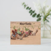 モーリタニアで休息するラクダ ポストカード (スタンド正面)