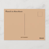 モーリタニアで休息するラクダ ポストカード (裏面)