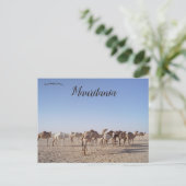 モーリタニアのラクダ ポストカード (スタンド正面)