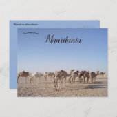 モーリタニアのラクダ ポストカード (正面/裏面)