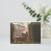 モーリーの郵便はがきブタ ポストカード (スタンド正面)