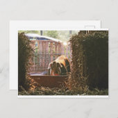 モーリーの郵便はがきブタ ポストカード (正面/裏面)