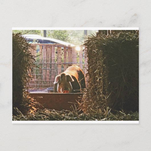 モーリーの郵便はがきブタ ポストカード (正面)