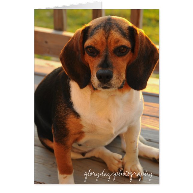 モーリー (正面)