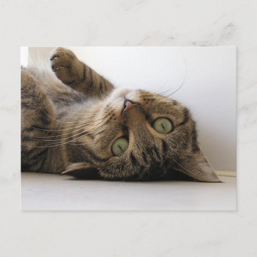 モーリー 案内ポストカード (正面)