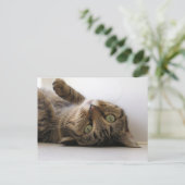 モーリー 案内ポストカード (スタンド正面)