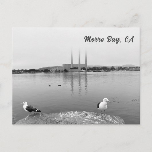 モーロ・ベイ・カリフォルニアのカモメ ポストカード (正面)