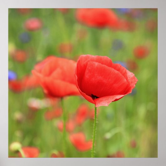 モーン2012 2 ポスター (正面)