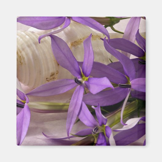 モーヴスターシャインローレンティア マグネット (正面)