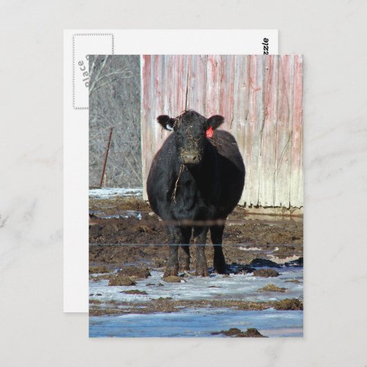 モー ポストカード (正面/裏面)