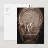 ヤギおもしろいの葉書 ポストカード (正面/裏面)