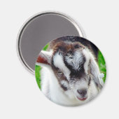 ヤギかわいらしガキ マグネット (正面/裏面)