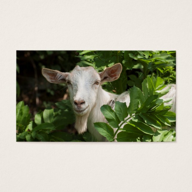 ヤギがカメラを見ている (正面)