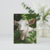 ヤギがカメラを見ている ポストカード (スタンド正面)