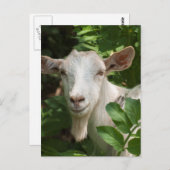 ヤギがカメラを見ている ポストカード (正面/裏面)