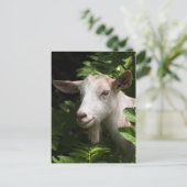 ヤギがカメラを見ている ポストカード (スタンド正面)