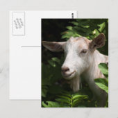 ヤギがカメラを見ている ポストカード (正面/裏面)