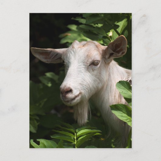 ヤギがカメラを見ている ポストカード (正面)