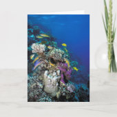 ヤギが群れのまわりにる小さなサンゴ カード (正面)