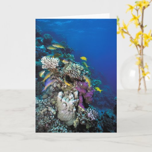 ヤギが群れのまわりにる小さなサンゴ カード (黄色い花)