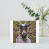 ヤギが閉まる。 ポストカード (スタンド正面)