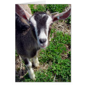 ヤギさん (正面)