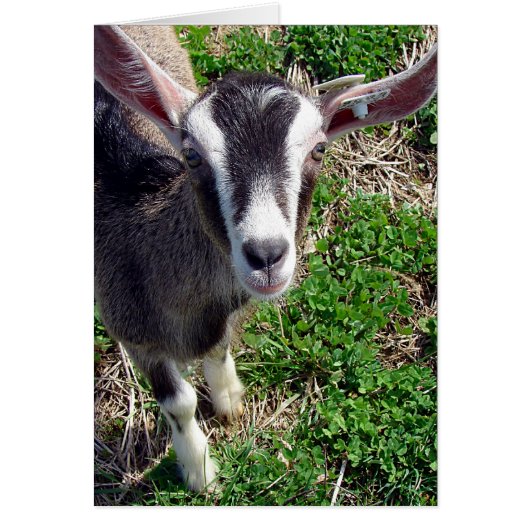 ヤギさん (正面)