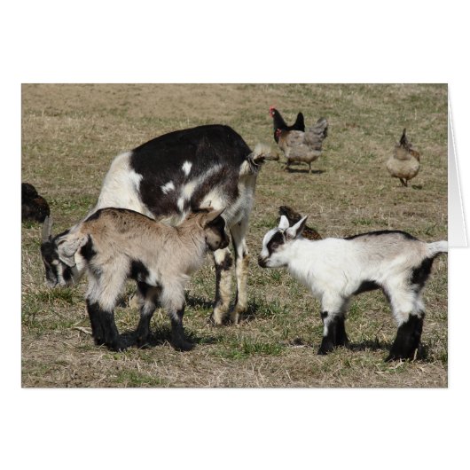 ヤギとニワトリ (正面横)