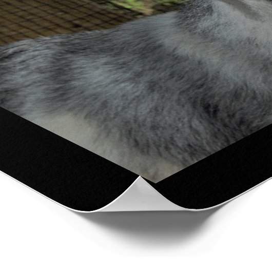 ヤギにはポスターが貼話ってある ポスター (角)