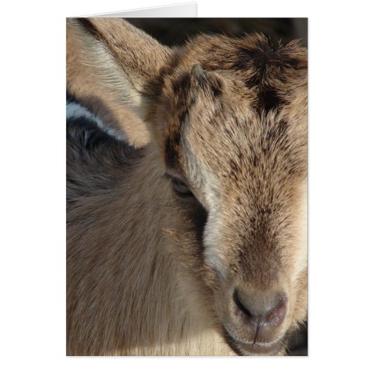 ヤギのうさぎ (正面)