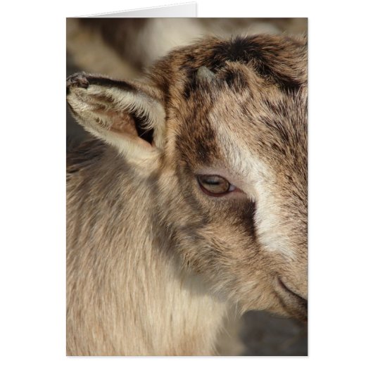 ヤギのうさぎ (正面)