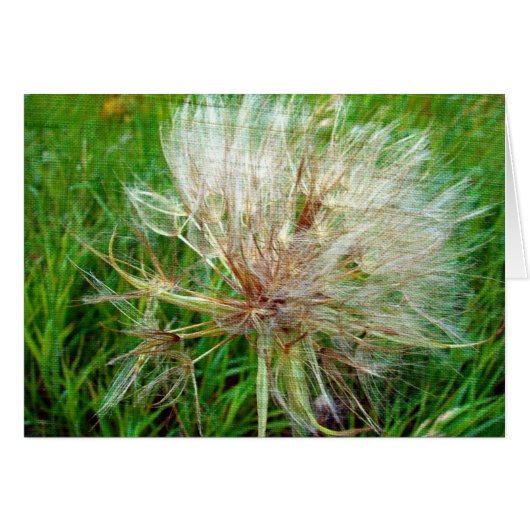 ヤギのひげ (正面横)