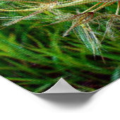 ヤギのひげ ポスター (角)