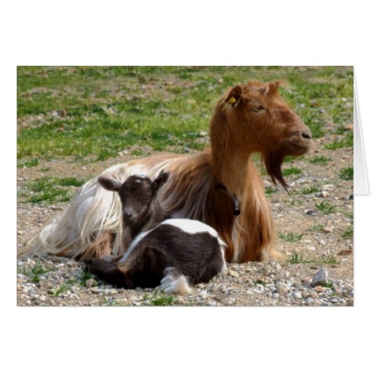 ヤギのカード (正面横)