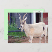 ヤギのカード ポストカード (正面/裏面)