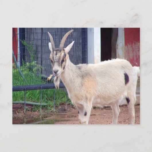 ヤギのカード ポストカード (正面)