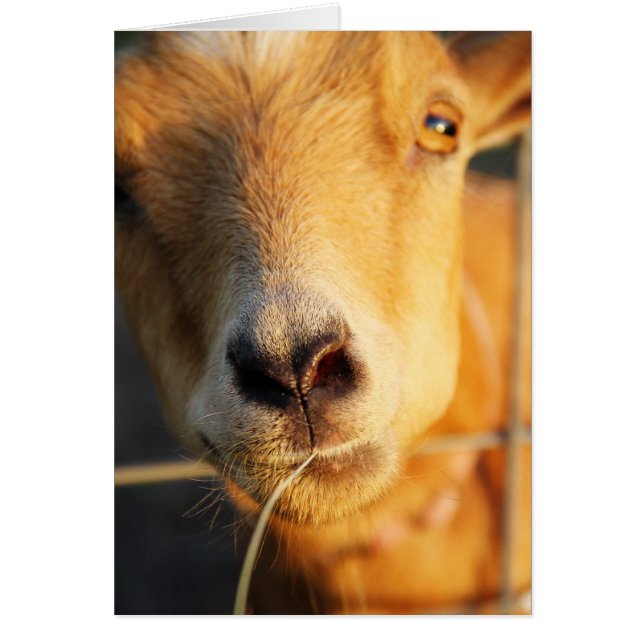 ヤギのキス (正面)