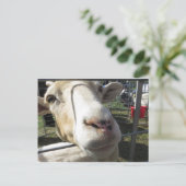 ヤギのクローズアップ ポストカード (スタンド正面)