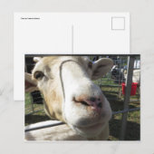 ヤギのクローズアップ ポストカード (正面/裏面)