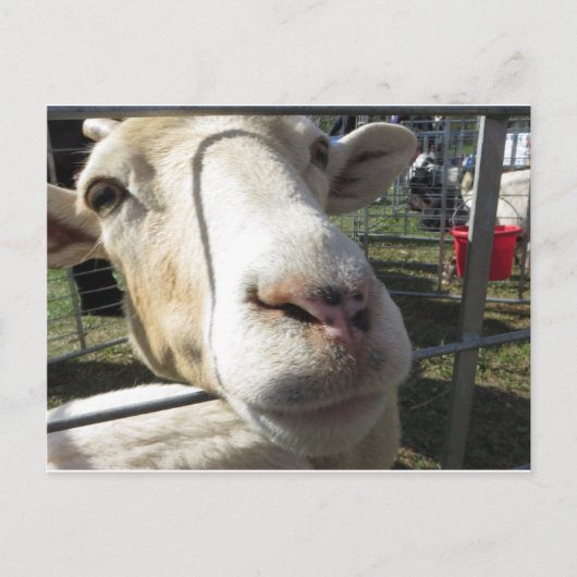 ヤギのクローズアップ ポストカード (正面)