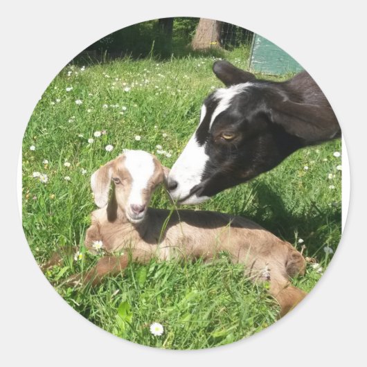 ヤギのステッカーセット6 ラウンドシール (正面)