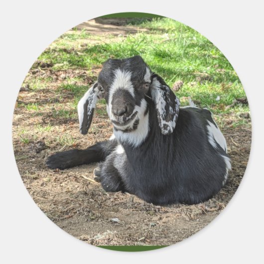 ヤギのステッカーセット6 ラウンドシール (正面)