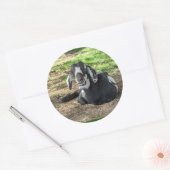 ヤギのステッカーセット6 ラウンドシール (封筒)